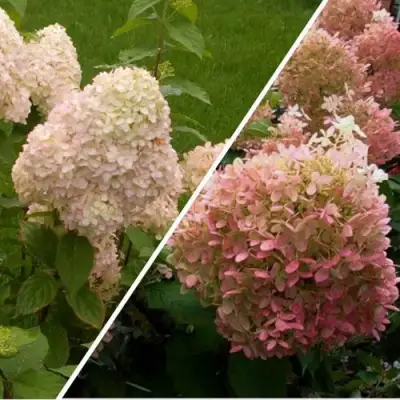 Комплект НЕЖНЫЕ ЧУВСТВА в Калинковичах