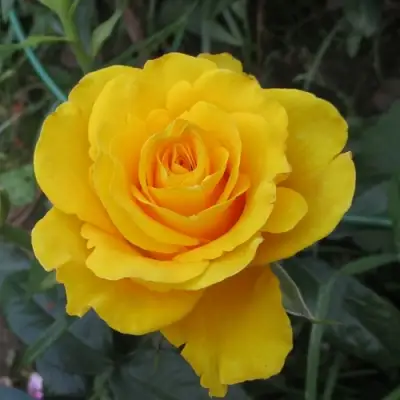 Роза КЕРИО чайно-гибридная в Калинковичах