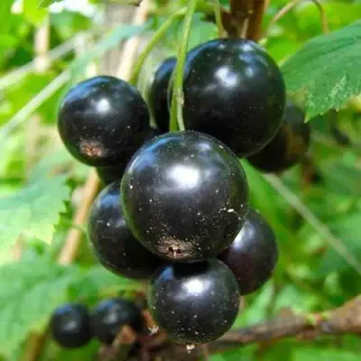 Смородина чёрная ЛЕНТЯЙ в Калинковичах