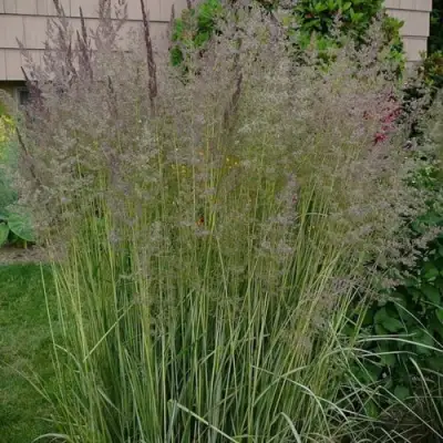 Вейник АВАЛАНШ остроцветковый в Калинковичах