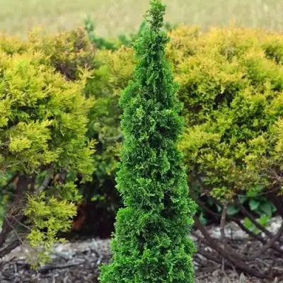 Туя СПИРАЛИС МИНИ западная в Калинковичах