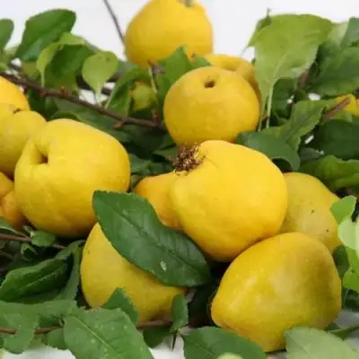 Айва ЯПОНСКАЯ в Калинковичах