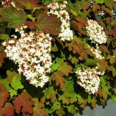 Гортензия БЛЭК ПОРШ дуболистная в Калинковичах