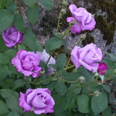 Роза СИЛЬВЕР СТАР чайно-гибридная в Калинковичах