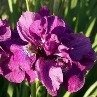 Ирис БАНДЛ ОВ ДЖОЙ сибирский в Калинковичах