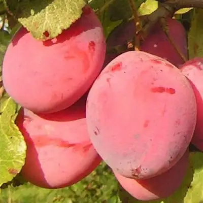 Слива ФАВОРИТЕ ДЕ СУЛТАНО в Калинковичах