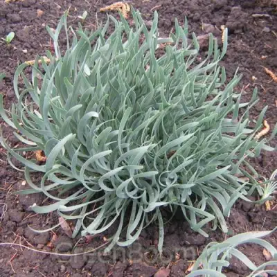 Лук СПИРАЛИС горный в Калинковичах