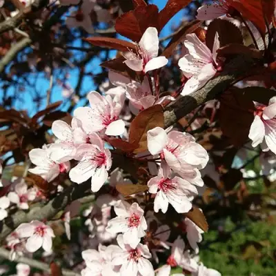 Слива ВУДИ растопыренная в Калинковичах