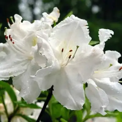 Азалия ОКСИДОЛ листопадная в Калинковичах