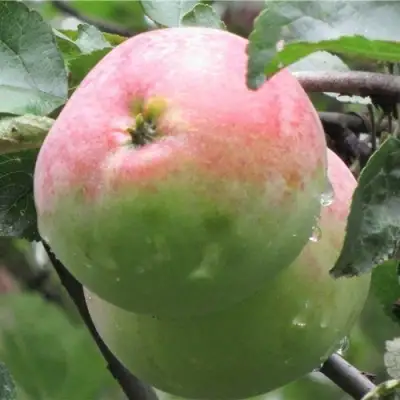 Яблоня МОСКОВСКОЕ ЗИМНЕЕ в Калинковичах