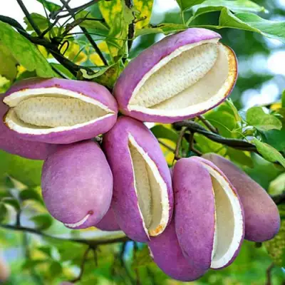 Акебия ПЯТЁРНАЯ  в Калинковичах