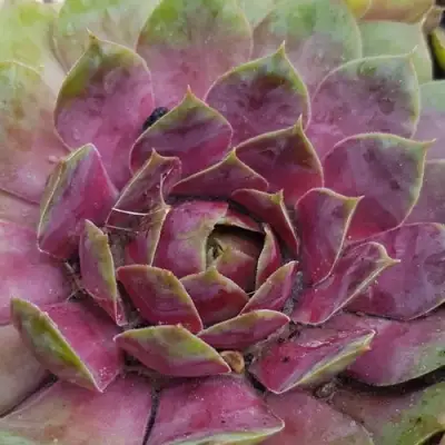 Молодило УФО в Калинковичах