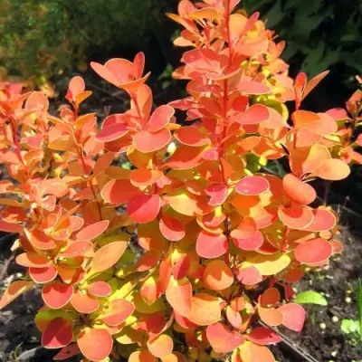 Барбарис ОРАНЖ ФАЙЕР тунберга в Калинковичах