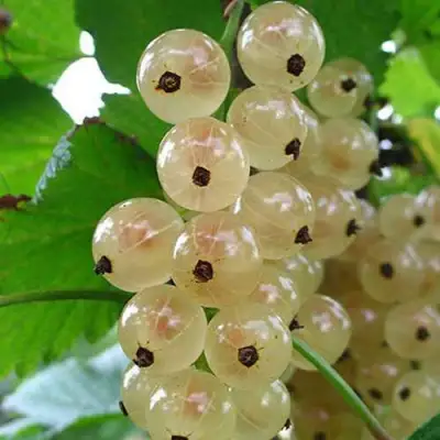 Смородина белая ЮТЕРБОРГСКАЯ в Калинковичах