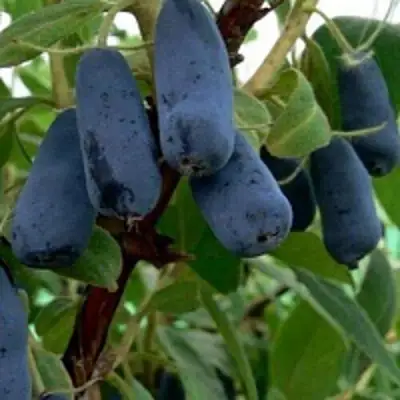 Жимолость съедобная ВОЛХОВА в Калинковичах