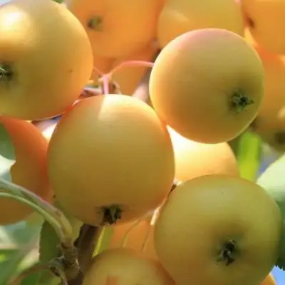 Яблоня УРАЛЬСКОЕ НАЛИВНОЕ в Калинковичах