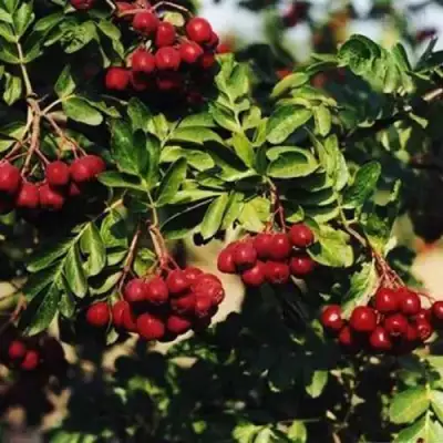 Рябина РУБИНОВАЯ сладкоплодная в Калинковичах