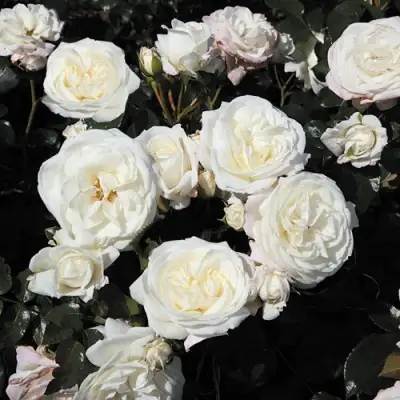 Роза АЛАБАСТЕР флорибунда в Калинковичах