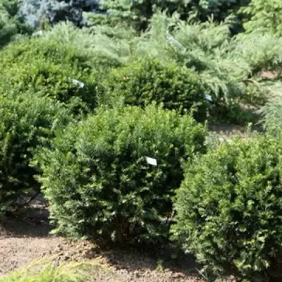 Тис НАНА остроконечный  в Калинковичах