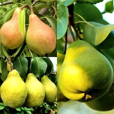 Комплект НАСТОЯЩИЙ ВОСТОРГ в Калинковичах