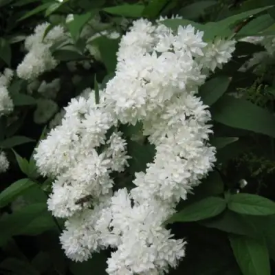 Дейция КАНДИДИССИМА шершавая в Калинковичах