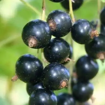 Смородина черная СТРЕЛЕЦ в Калинковичах