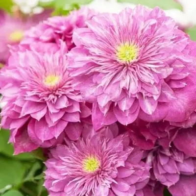 Клематис КАЙЗЕР в Калинковичах