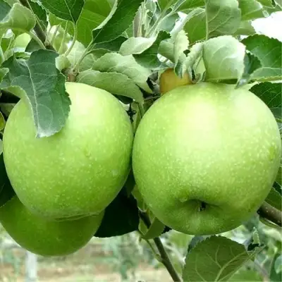 Яблоня РЕНЕТ СИМИРЕНКО в Калинковичах