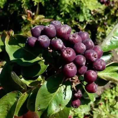 Рябина ЛИКЁРНАЯ сладкоплодная в Калинковичах