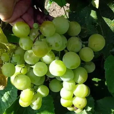 Виноград БАРС в Калинковичах