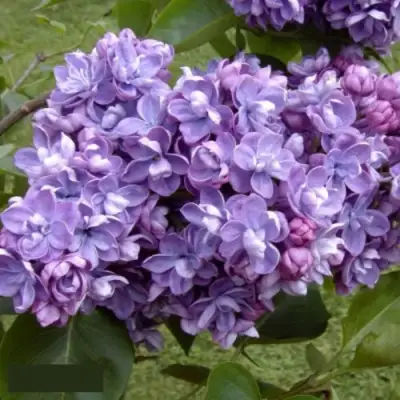 Сирень АМИ ШОТТ в Калинковичах