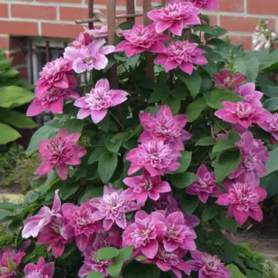 Клематис МАЙ ДАРЛИНГ  в Калинковичах