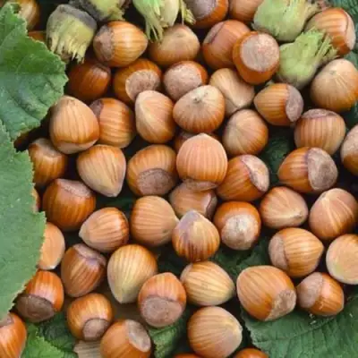 Фундук ТОНДА РОМАНА в Калинковичах