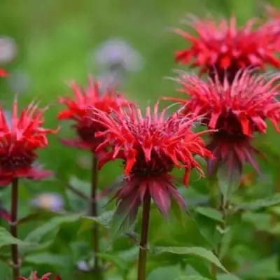 Монарда ПАНОРАМА РЕД в Калинковичах