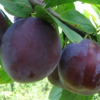 Слива СТАРТОВАЯ в Калинковичах