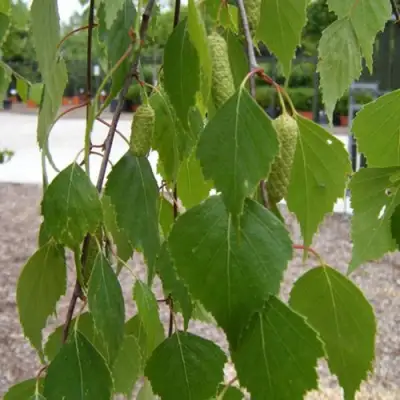 Береза ФАСЦИНЕЙШЕН белая  в Калинковичах