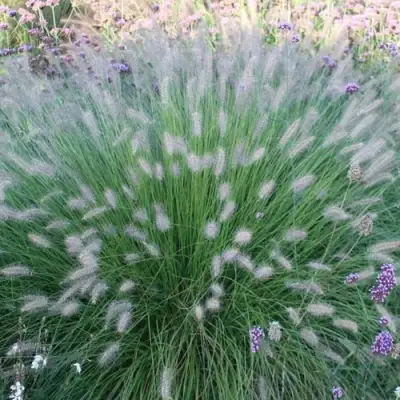 Пеннисетум ХАМЕЛН в Калинковичах