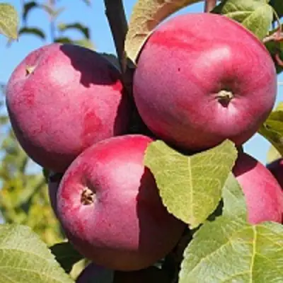 Яблоня ЗОРКА в Калинковичах