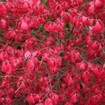 Бересклет КОМПАКТУС  в Калинковичах