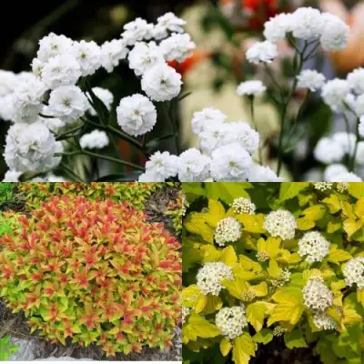 Комплект СОЛНЕЧНЫЙ МИКС в Калинковичах