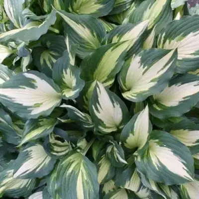 Хоста КРИСМАС КЭНДИ гибридная в Калинковичах