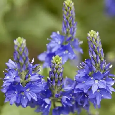 Вероника австрийская в Калинковичах