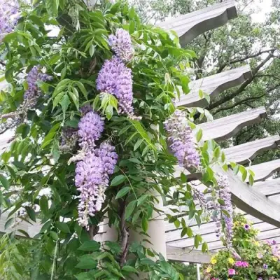 Глициния макростахия БЛЮ МУН в Калинковичах