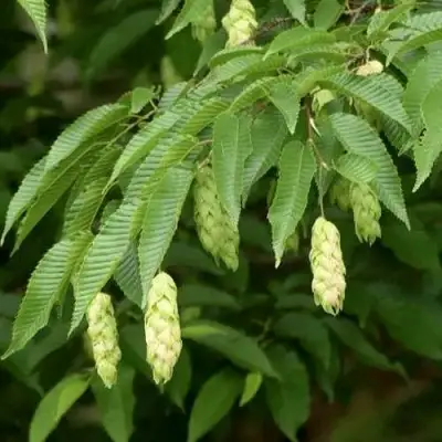 Граб японский в Калинковичах