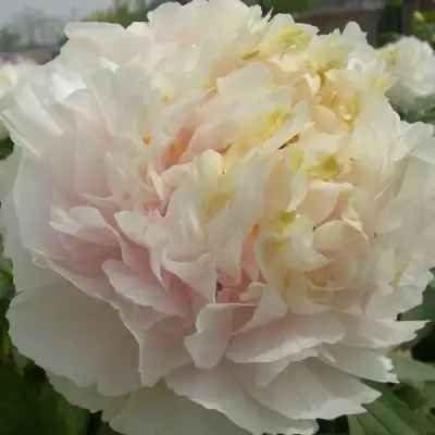 Пион ЗОЛОТОЙ ИЗУМРУД древовидный в Калинковичах