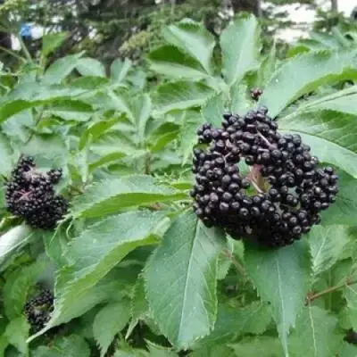 Бузина черная КЛАДЗЕЗЬ в Калинковичах