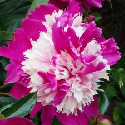 Пион КАПЛЯ РОСЫ травянистый в Калинковичах