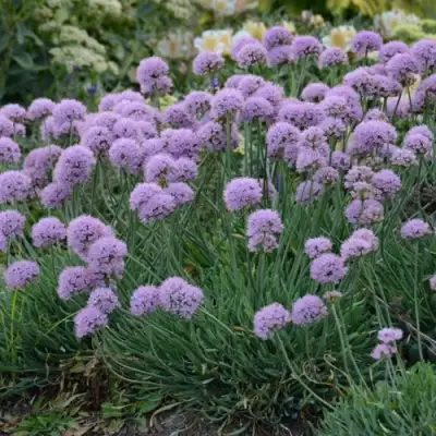 Лук ЛИЗА БЛЮ стареющий в Калинковичах