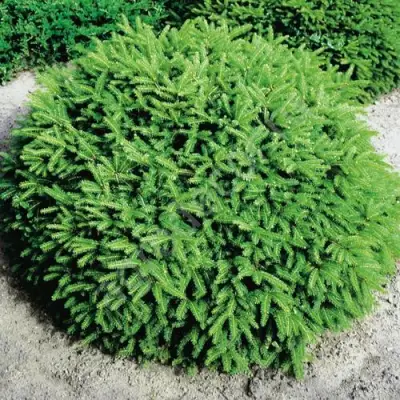 Ель НИДИФОРМИС обыкновенная в Калинковичах