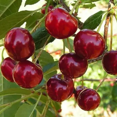 Черешня СЮБАРОВСКАЯ в Калинковичах